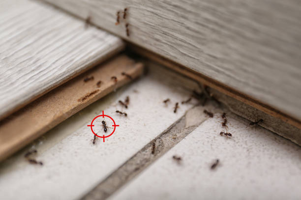 Best Flea Control Services  in Pottsgrove, PA